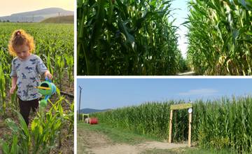 FOTO: Na hranici Trenčianskeho a Žilinského kraja sa dá ľahko stratiť. V kukurici tam opäť vyrástlo bludisko