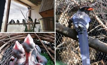 Bojnická zoo sa teší z nových prírastkov, ich kolekcia sa rozrástla o zaujímavé druhy vtákov