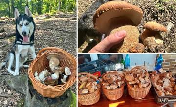 FOTO: Hubárom sa v poslednej dobe darí, po výdatných dažďoch nachádzajú v lese samé poklady