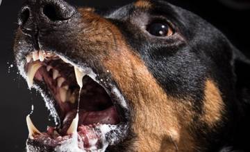 Hrôza na námestí. Voľne pobehujúci pes zaútočil na nič netušiaceho muža a dohrýzol ho