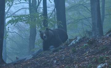 Tri medvede v blízkosti Trenčína. Pozor v okolí tejto obce 