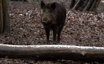 V tento deň sa obľúbenému lesoparku v Trenčíne radšej vyhnite