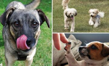 ZOZNAM: Pozrite si, ktoré plemená psov Trenčania najviac obľubujú