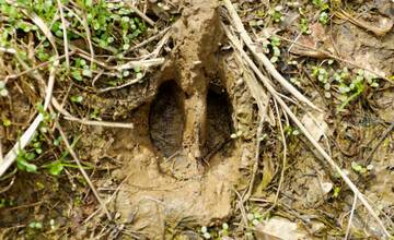 V Dubnici nad Váhom prebehne odlov premnožených diviakov