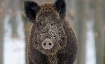 VIDEO: Po sídlisku pobehovalo divé zviera. Mestská polícia vyzýva ľudí k opatrnosti, môže byť zranené alebo choré
