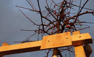 Symbolické zasadenie stromčeka: 45 rodín vytvorilo zelenšiu Dubnicu