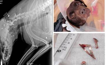 Otrasný prípad utýrania psíka z hornej Nitry. Vyšetrovanie v plnom prúde, verejnosť vyzývaná na spoluprácu
