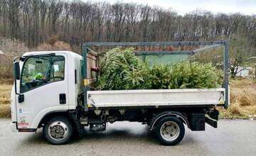 Je po sviatkoch. V Trenčíne sa začína zber vianočných stromčekov
