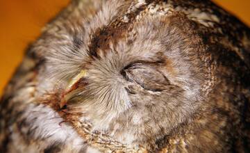 Prvým pacientom v záchrannej stanici je vzdialená príbuzná rozprávkovej sovy Rozárky