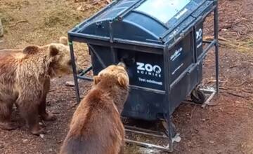 VIDEO: V najobľúbenejšom videu bojnickej ZOO medvede testujú kontajnery. Videli ste ho?