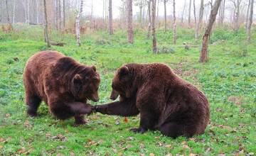 Nie všetky medvede v zime spia: obec pri Ilave upozorňuje obyvateľov na pohyb medveďa