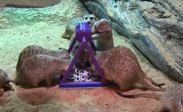 VIDEO: Surikaty v bojnickej zoo dostali darček, ktorý sa vo výbehu stal veľkým hitom
