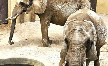 Bojnická zoo prosí záhradkárov o pomoc, ocenia ju najmä zvieratá