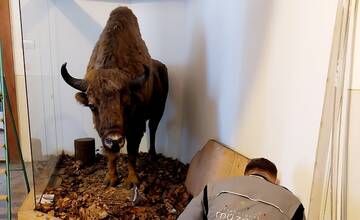 FOTO: Najznámejší slovenský zubor sa sťahuje. V sobotu opustí trenčiansky Župný dom