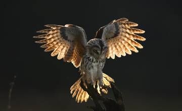 Sovia noc v Trenčíne: Ak ste sovu nikdy nevideli, teraz máte jedinečnú možnosť ich pozorovať