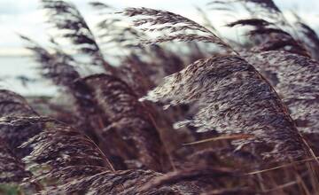 Prichádza nebezpečný vietor: Meteorológovia vydali výstrahy aj pre okresy Trenčianskeho kraja