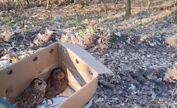 Soví párik zo záchrannej stanice z Brezovej pod Bradlom už vypustili späť do prírody