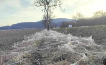 Prievidzské pavúky začali tkať pol kilometrovú pavučinu. Zmiatlo ich teplé jarné počasie