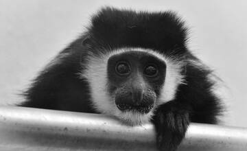 VIDEO: Bojnická zoo prišla s dobrou správou: Návštevníci môžu sledovať nové mláďa