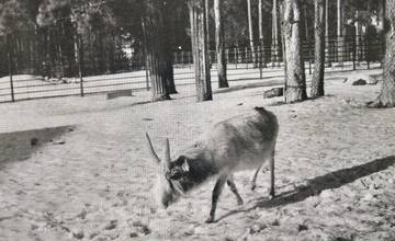 Pred 60 rokmi priviezli do najstaršej slovenskej zoo riadnych exotov. Dnes ich tam už nenájdete