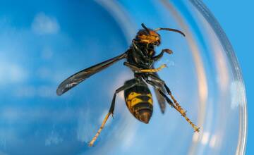 Na Slovensko sa rúti nebezpečný sršeň. Ochranári bijú na poplach