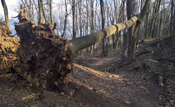 V trenčianskom lesoparku rúbu stromy. Mesto tvrdí, že ide o každoročný ozdravný proces