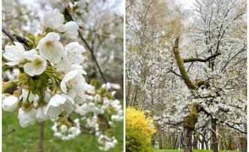 Spomínate si na trenčiansky Čerešňák? Podeľte sa so svojou spomienkou či zážitkom