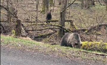 Buďte obozretní, obec pri Prievidzi opäť upozorňuje na pohyb medveďov
