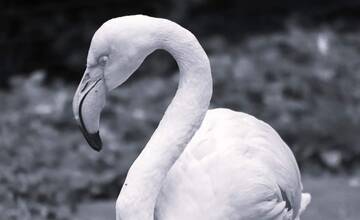 V zoo Bojnice zomrelo jedno z najstarších zvierat. Pozrite, kto sa dožil viac ako 50 rokov!