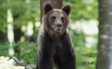 Ďalšia obec hlási výskyt medveďov, tentokrát v okrese Partizánske