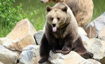 Obce v partizánskom okrese zaznamenali pohyb medveďov