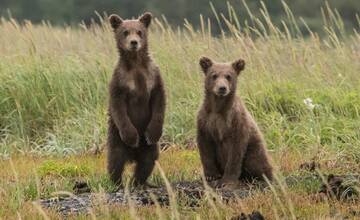 Polícia upozorňuje na výskyt medveďov v okolí obce Kľačno