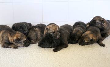 FOTO: Pomôžte vymyslieť mená pre nové policajné šteniatka. Musia začínať na rovnaké písmeno