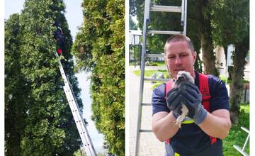 Hasiči ratovali roztomilého operenca. Pomohli mu dostať sa domov