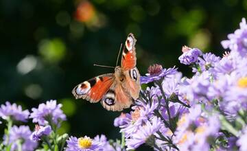 FOTO: Rozkvitnutý Trenčín. Mesto oživia tisícky kvetov