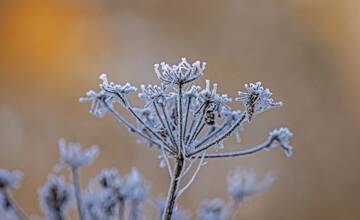 Záhradkári, pozor: Meteorológovia upozorňujú na mrazy v Trenčianskom kraji