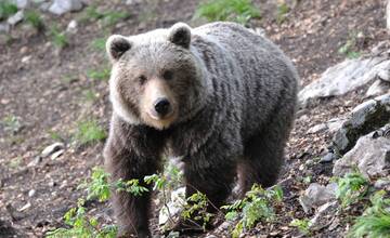 Extrémne nebezpečná situácia na skok od Trenčína. Pohybuje sa tam medvedica s mladými