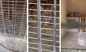 FOTO: Muž neďaleko Trenčína napriek zákazu choval tigre. Mladé šelmy skončili v bojnickej zoo