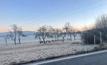 FOTO: Vodiči pozor, na Majeri v Prievidzi sa pohybuje nebezpečne blízko pri cesty stádo vysokej zveri