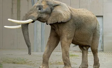 VIDEO: Bojnická ZOO zverejnila vtipné video z pavilónu slonov, slon TEMBO tu trénuje silu svojich ošetrovateľov