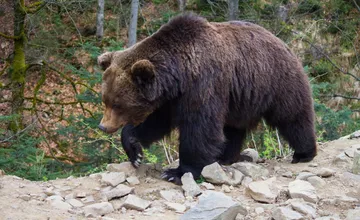 Vláda schválila masívny odstrel medveďov, zasiahne aj okresy v Trenčianskom kraji