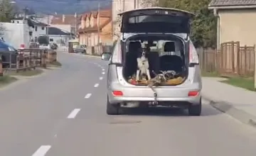 FOTO: Obyvatelia obce pri Trenčíne sa dohadujú, či je správne, aby pes sedel v aute počas jazdy v otvorenom kufri 