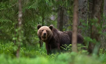V obci Valaská Belá dnes ráno spozorovali medveďa priamo pri rodinných domoch. Informujte aj susedov, upozorňuje obec