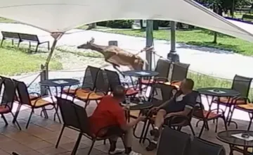 VIDEO: Návštevníkov kaviarne v Trenčianskych Tepliciach prekvapila laň. Bol by z nej dobrý guláš, smejú sa miestni