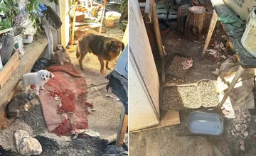 Enviropolícia našla pri Prievidzi ďalší nelegálny chov desiatok psov v otrasných podmienkach, tri šteniatka neprežili