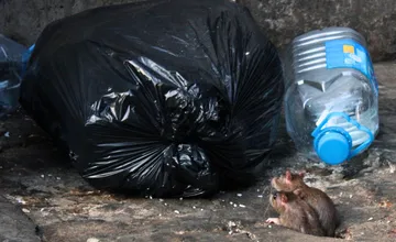 Považská Bystrica čelí premnoženým potkanom, mesto spustilo mimoriadnu deratizáciu