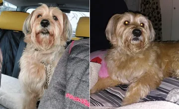 FOTO: Milujúci psík z Trenčína sa musí rozlúčiť so svojím pánom a hľadá nový domov, rád by potešil osamelých seniorov