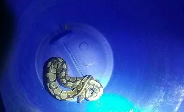 Na trenčianskom sídlisku Juh objavili pytóna, bojoval o život. Mestská polícia teraz hľadá jeho majiteľa