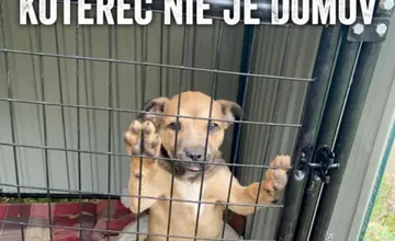 Stránka útulku Nádej v Novom Meste nad Váhom končí, za rozhodnutím stoja nezhody aj únava z dlhodobých konfliktov