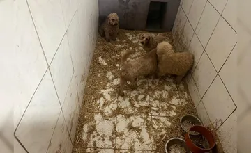 Po razii v Prievidzi, odkiaľ zhabali 277 psov, praskajú útulky vo švíkoch, psíky sa zotavujú a pripravujú na adopciu